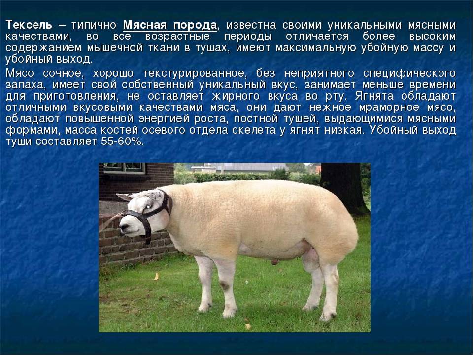 Сколько вес барана. Вес барана породы Тексель. Мясная порода овец Тексель. Тексель порода овец характеристика. Овцы породы Суффолк овцы Тексель.