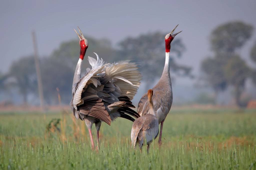 Журавель фото птица