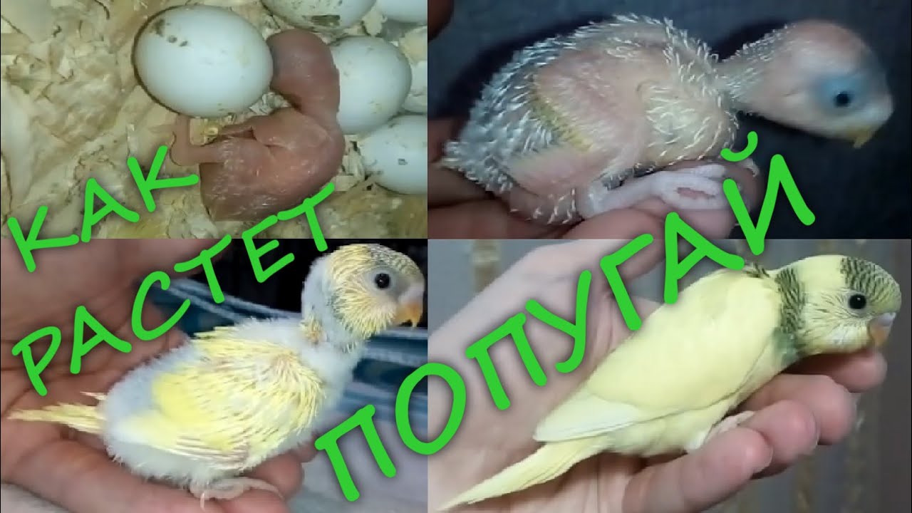 Рекомендации по разведению волнистых попугаев - volnistye.ru