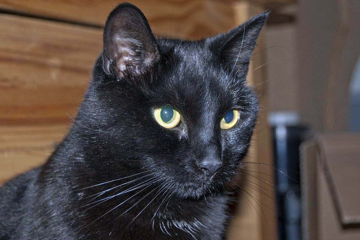 Бомбейская кошка: фото, описание породы и характера, содержание бомбея