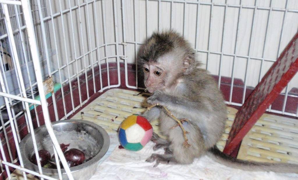 Обезьяна капуцин — популярная домашняя обезьянка