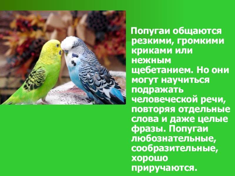 Лучшие породы говорящих попугаев