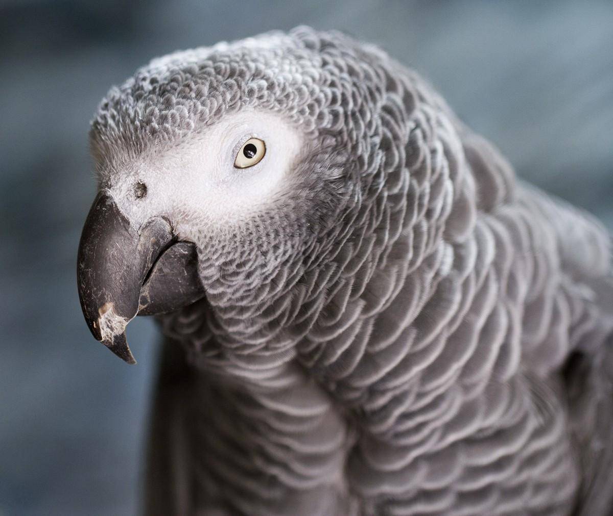 Самый умный попугай в мире: топ 6 пород, описание и фото