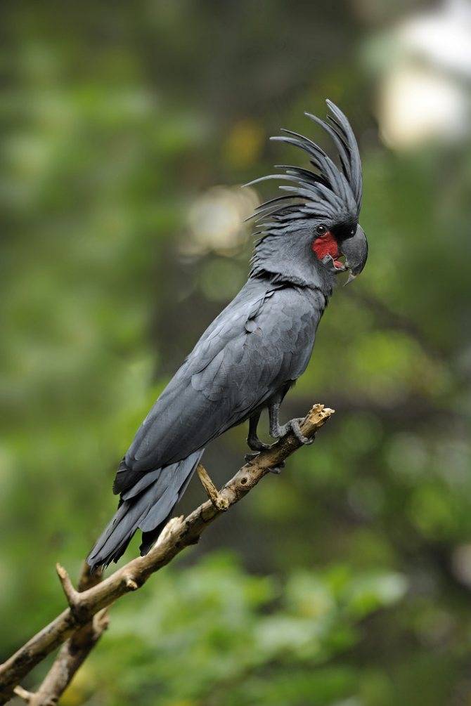23 самых больших , красивых и дорогих попугаев мира