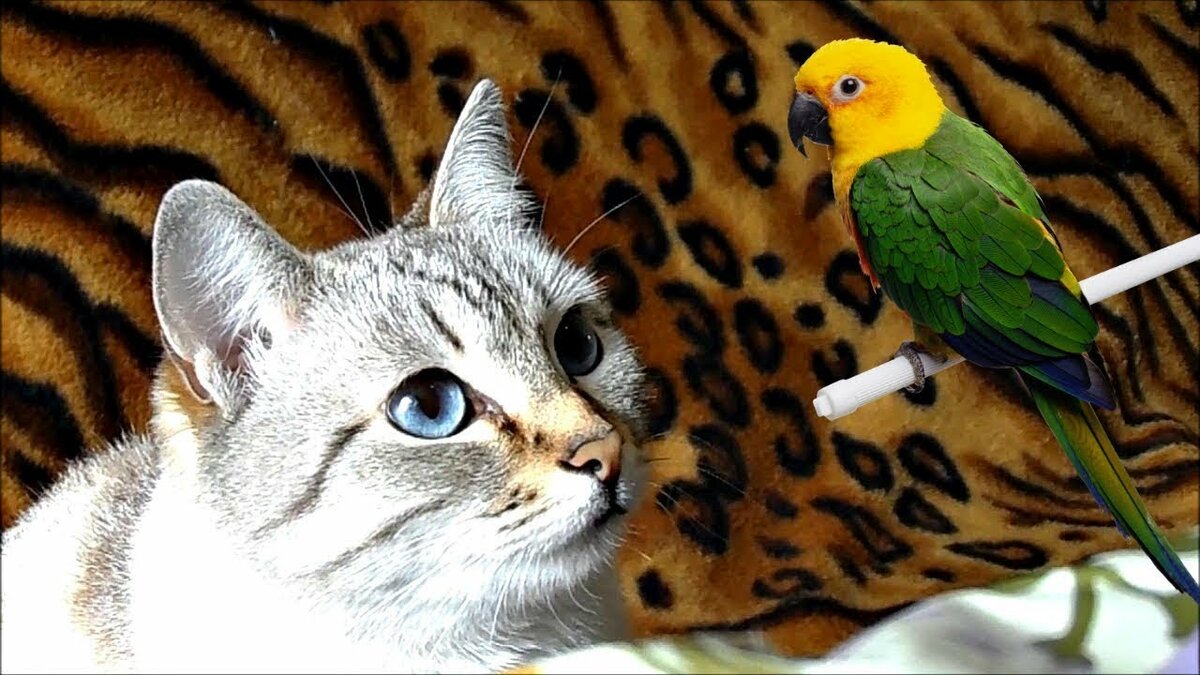 Кот и попугай в одной квартире, как приучить и подружить котенка и попугая