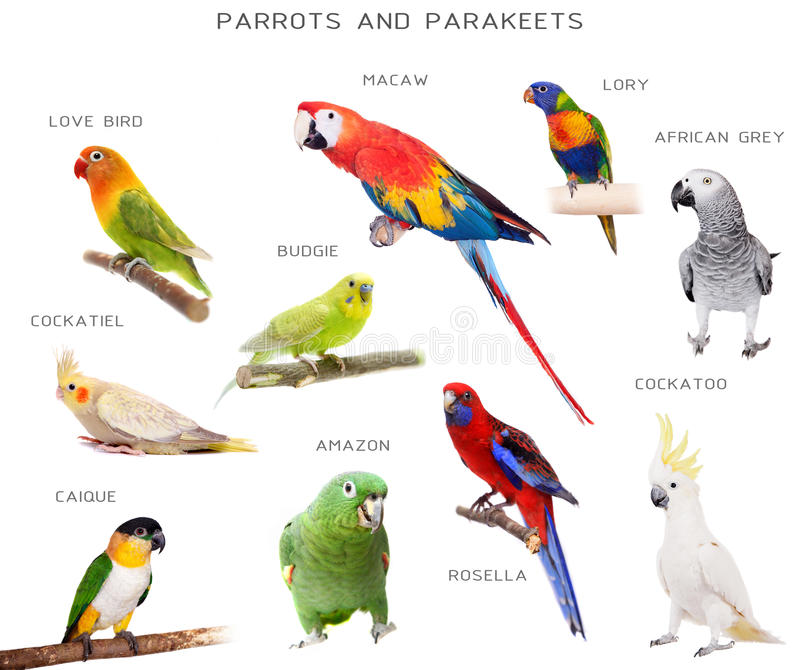 Самый большой попугай: крупнейшие породы в мире, фото, особенности какапо, ара, какаду