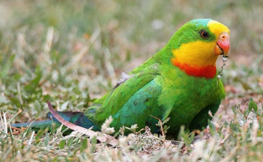 Маленькие попугаи: виды, сколько живут и как ухаживать?