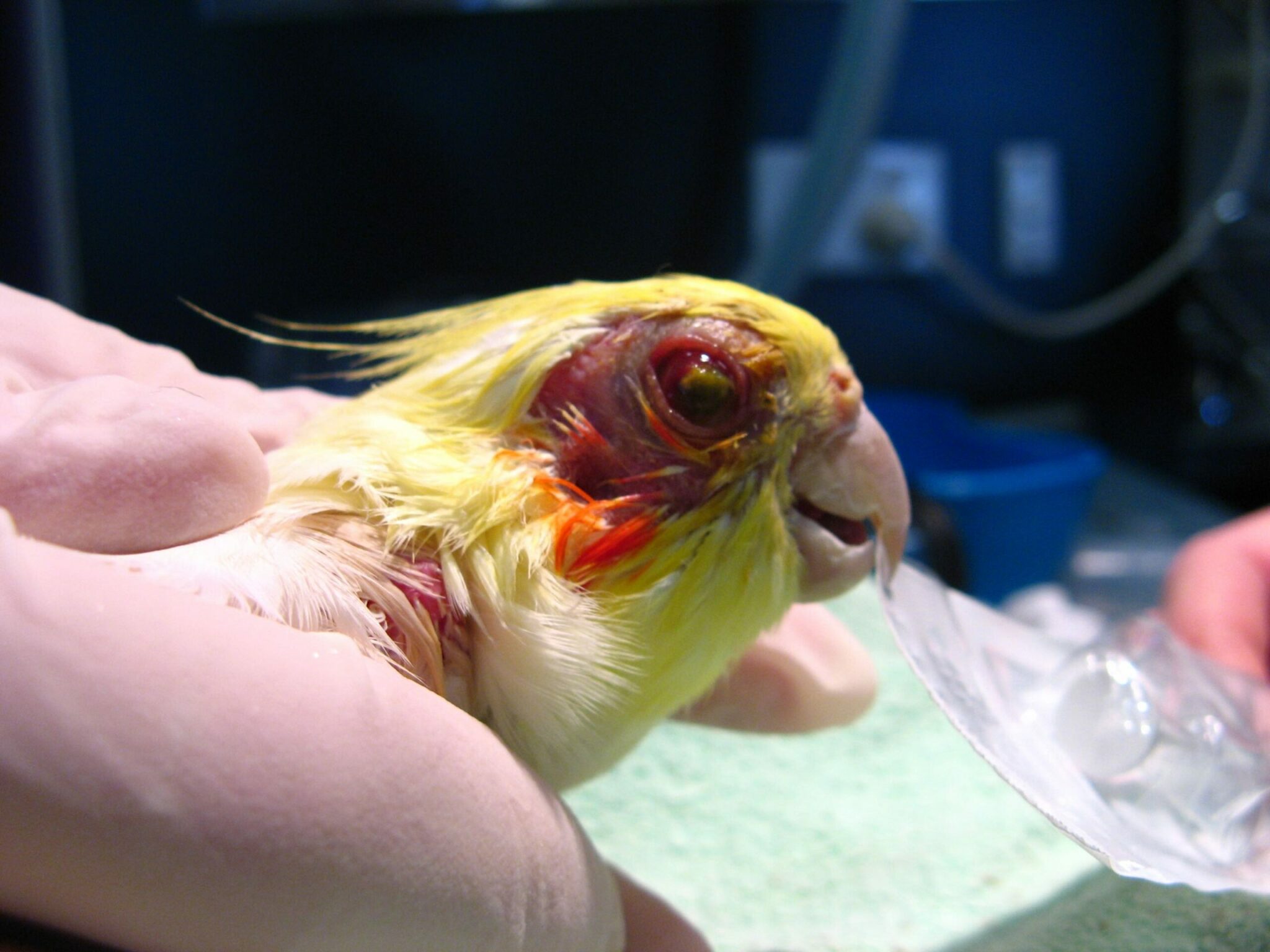 Можно ли заразиться от волнистого попугая болезнями и чем?