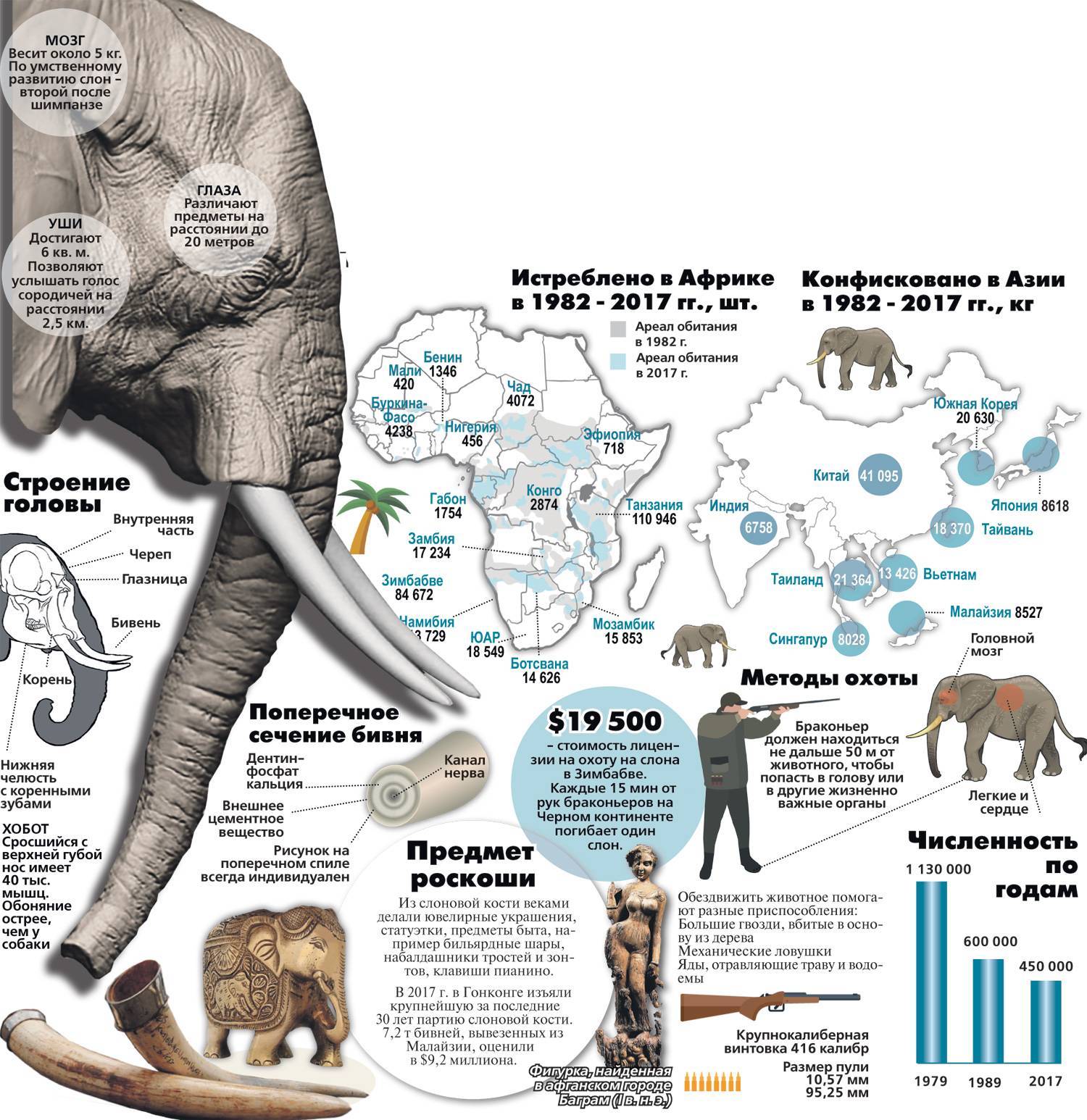Африканский слон: описание, рост и вес, сколько лет живет