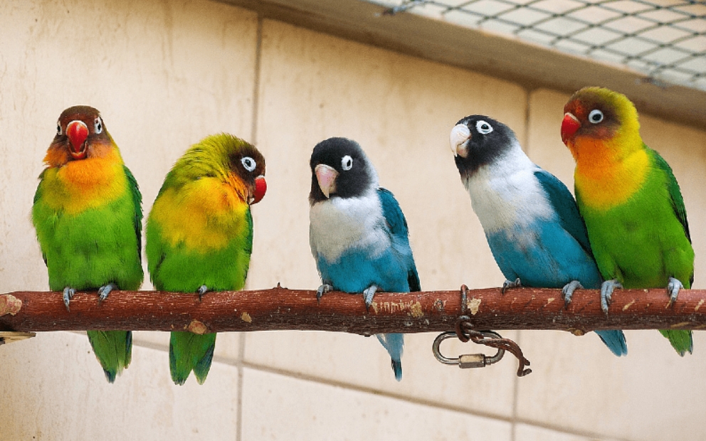 Попугаи неразлучники: виды, фото, жизнь в дикой природе и домашних условиях, приручение, можно ли научить разговаривать