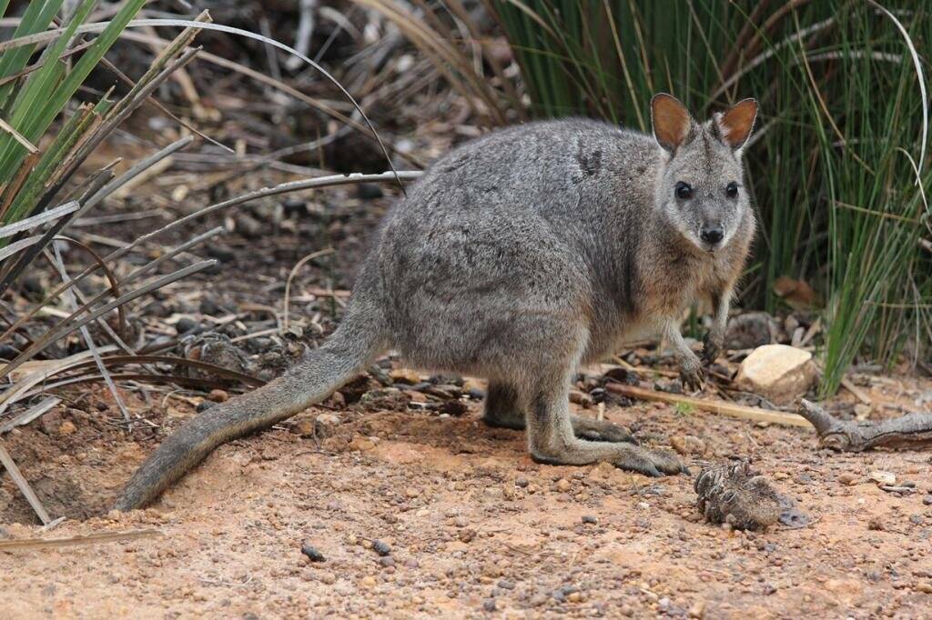 Животный мир австралии – список, характеристика и фото представителей фауны материка