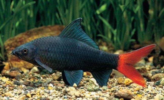 Аквариумный лабео: разновидности, уход, совместимость с другими рыбами