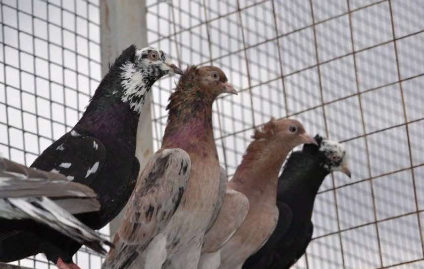 Ленинаканские бойные голуби описание породы