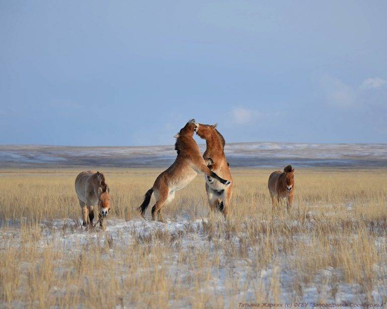 Лошадь пржевальского: фото, описание породы, история, образ жизни и интересные факты
