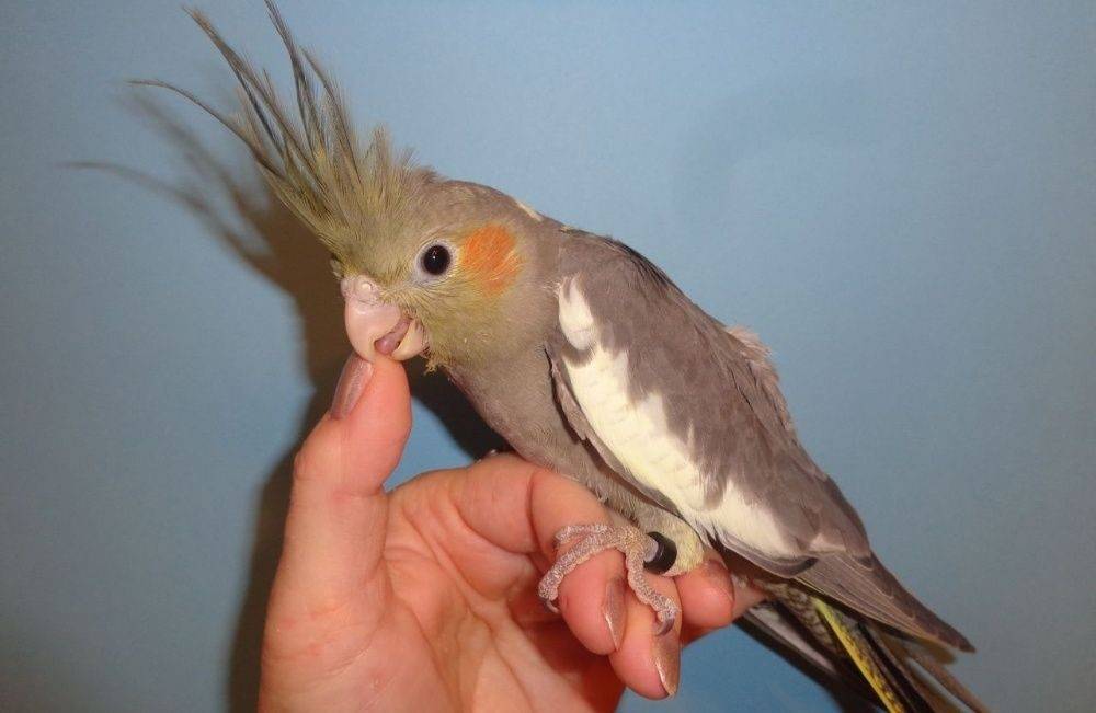 ? попугай корелла: уход и содержание в домашних условиях
