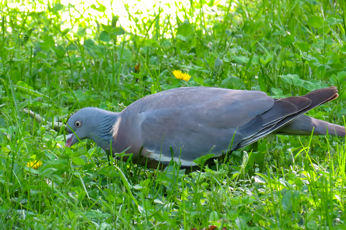 Лесной голубь вяхирь как выглядит где живёт что ест