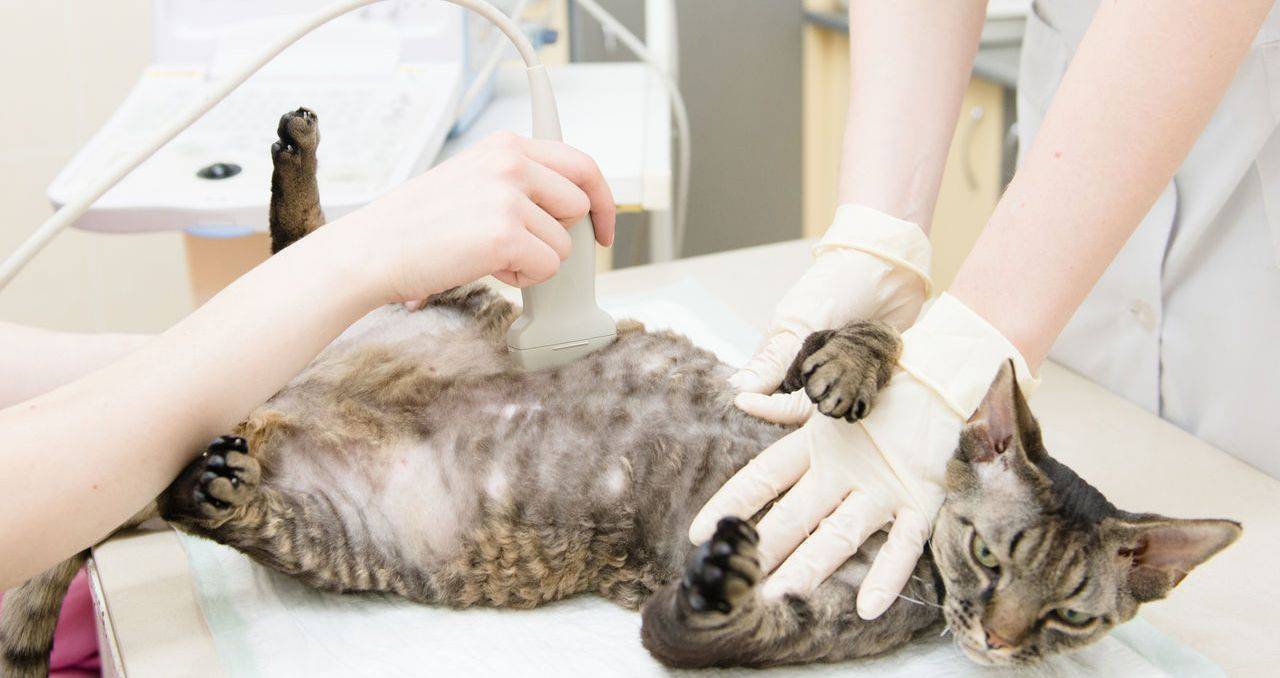 Причины возникновения мастопатии у кошек и её лечение