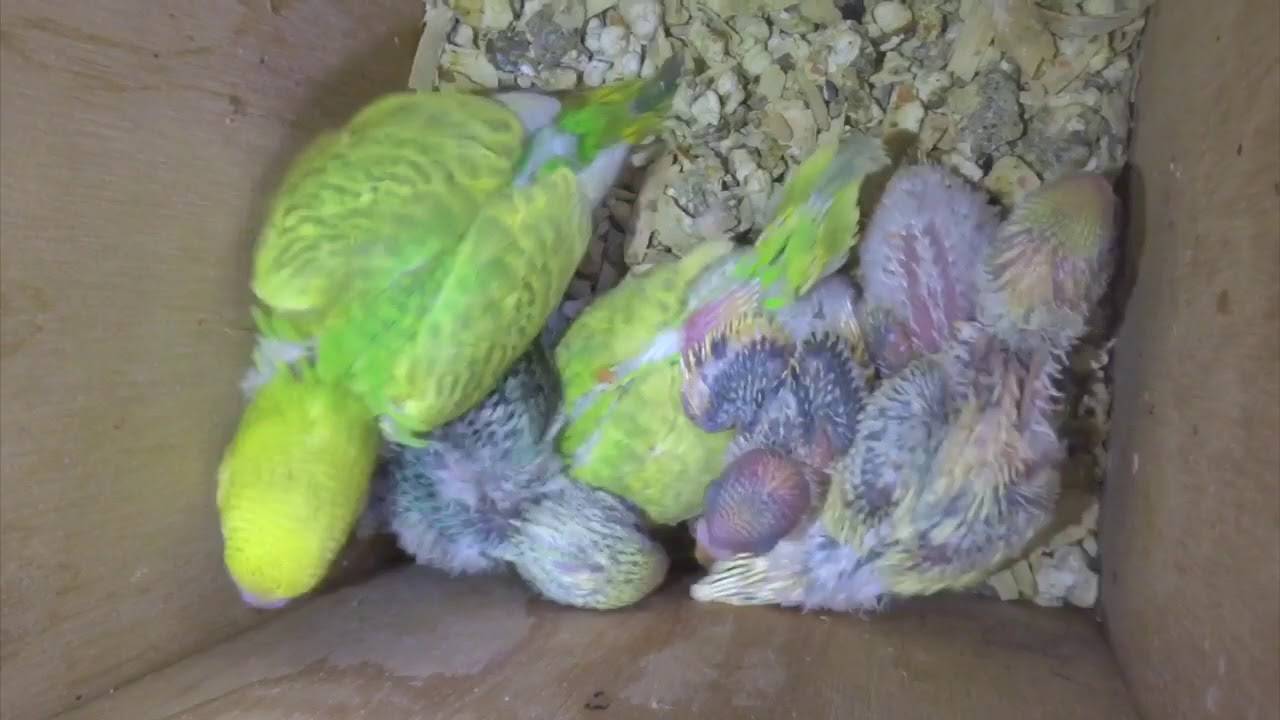 Сколько лет живет волнистый попугай: без партнера, в клетке