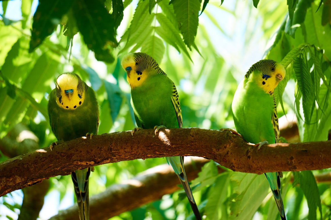 Родина волнистых попугаев: откуда родом и где обитают стаи птиц в дикой природе