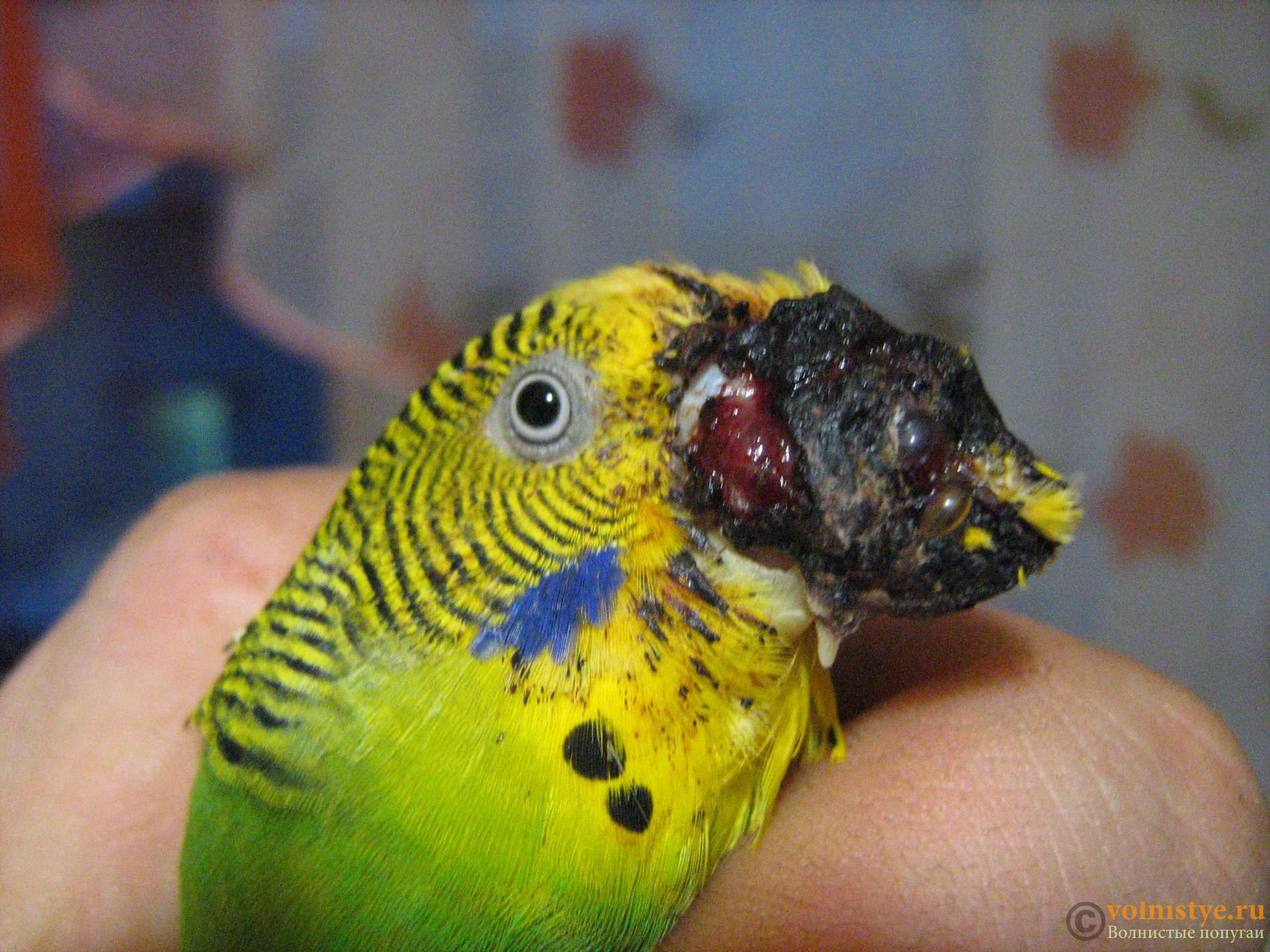 Болезни клюва у попугая: наросты, слоится, травмы, слишком длинный, кривой, сухая восковица, гиперкератоз, кнемидокоптоз