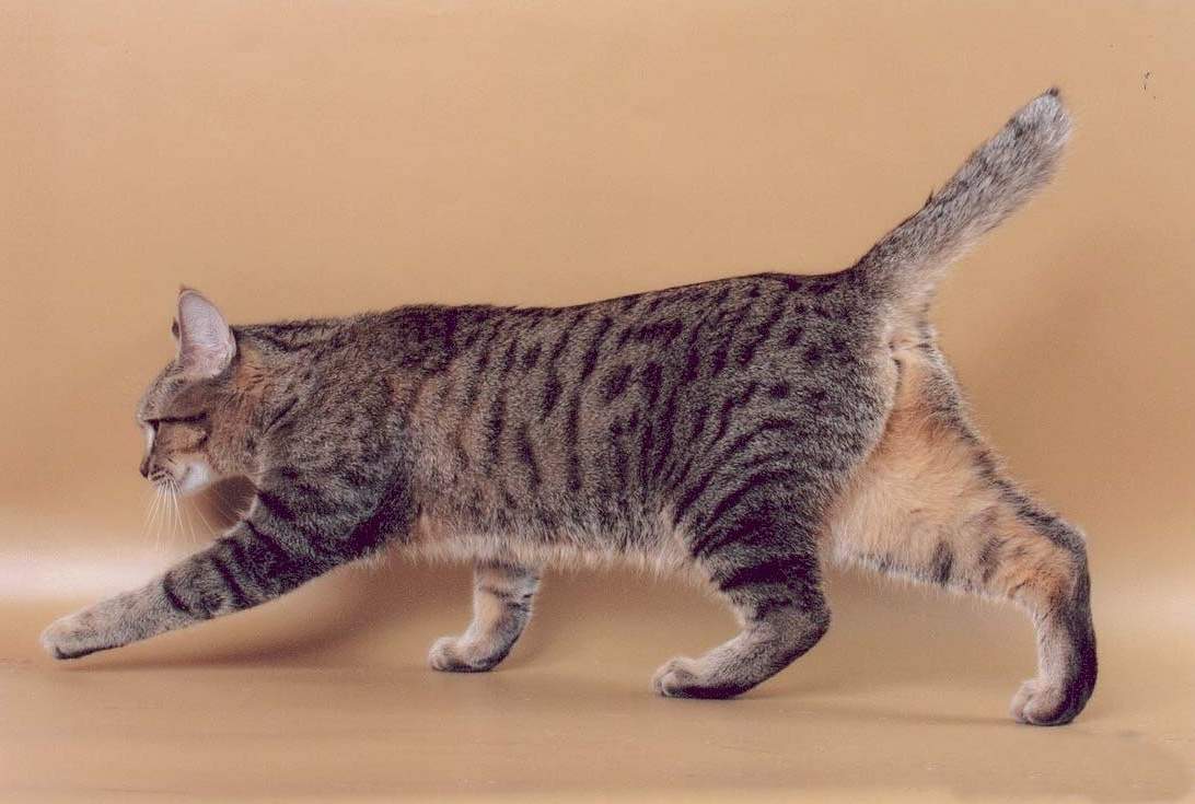 Пиксибоб кошка: фото, описание породы, характер, содержание