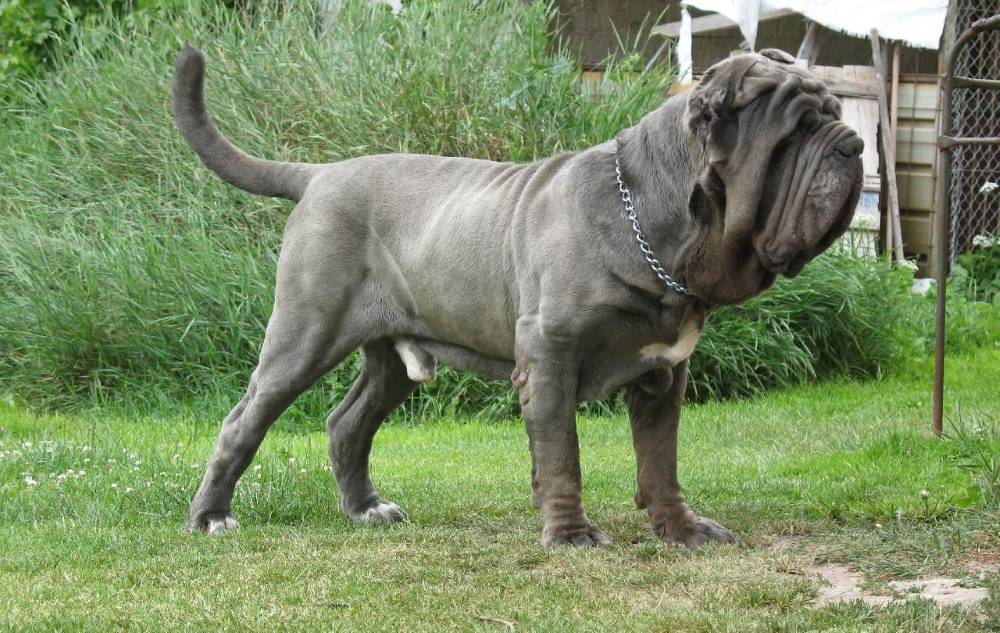 Мастино неаполитано: описание породы собак