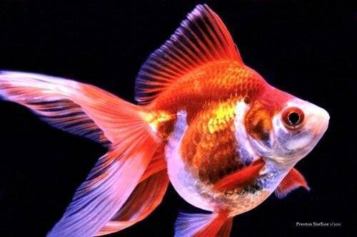 Риукин, аквариумная золотая рыбка - риукин.