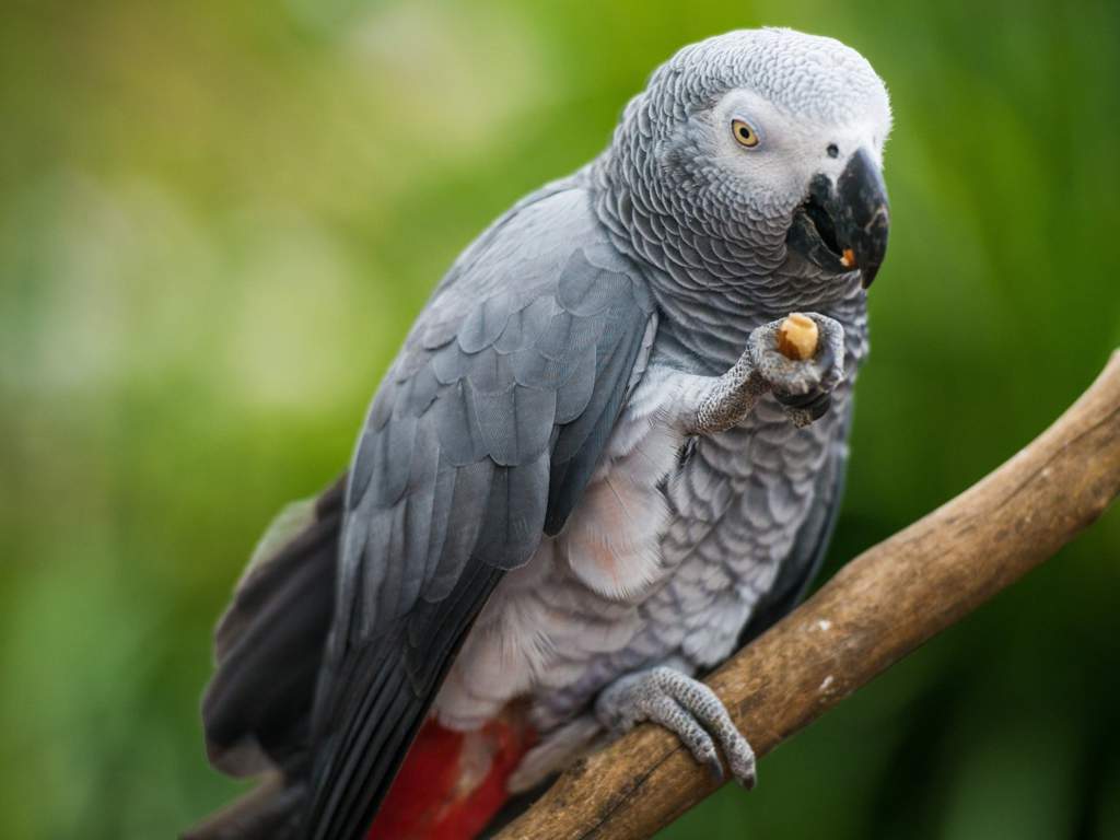 Попугаи жако: описание, характер, содержание и уход в домашних условиях