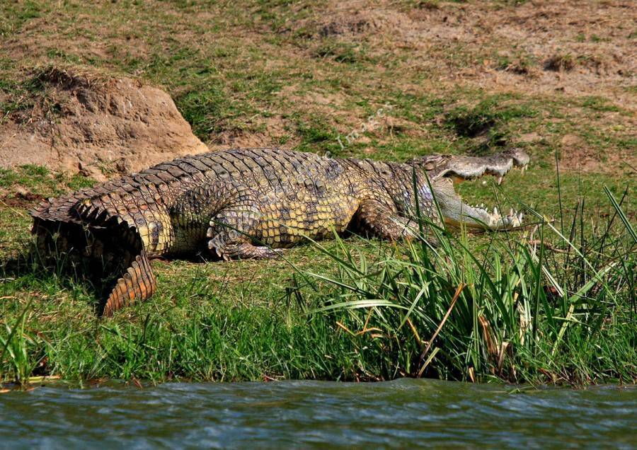 Домашний крокодил, на грани безумия ⋆ всё о домашних животных!