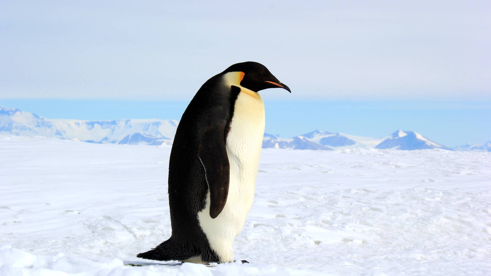 Королевский пингвин. описание, особенности, виды, образ жизни и среда обитания птицы | живность.ру