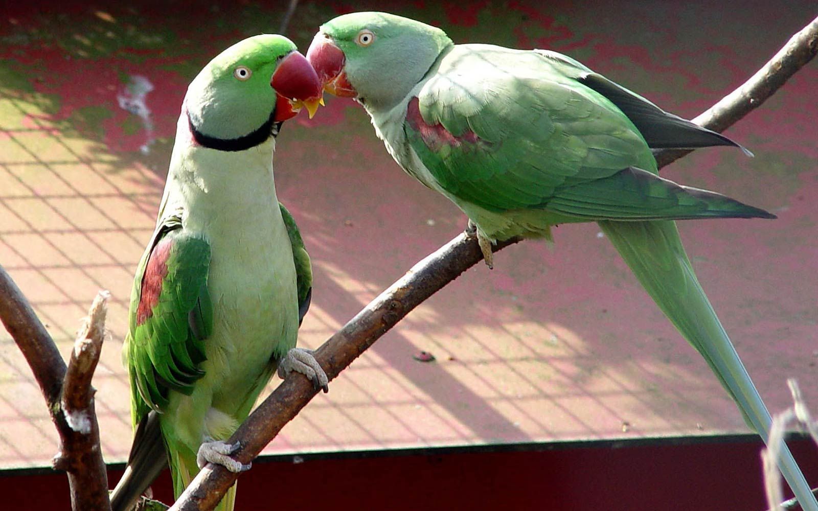 Как определить пол ожерелового попугая