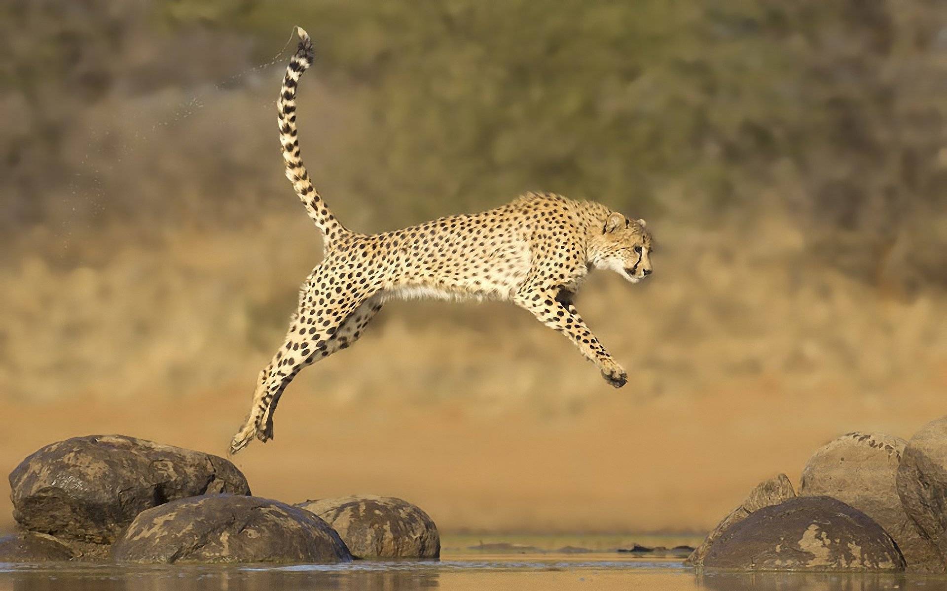 Самые быстрые животные в мире (13 фото)