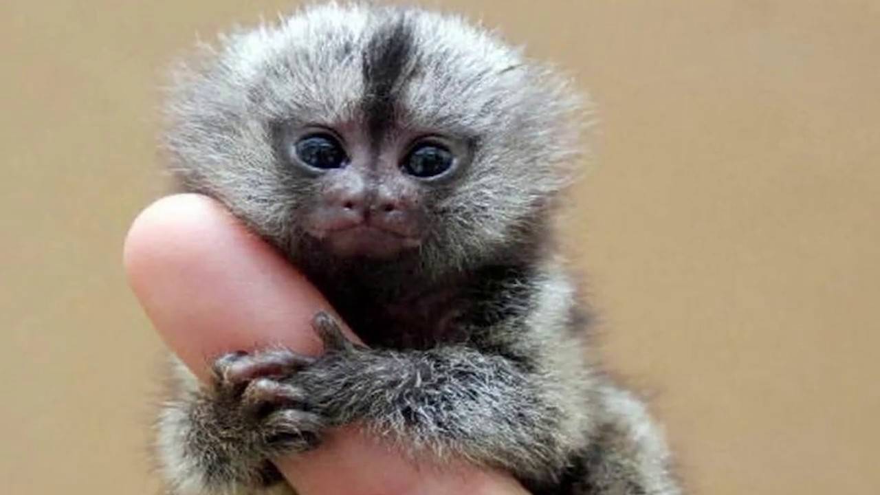 Мармозетка: самая маленькая обезьянка в мире