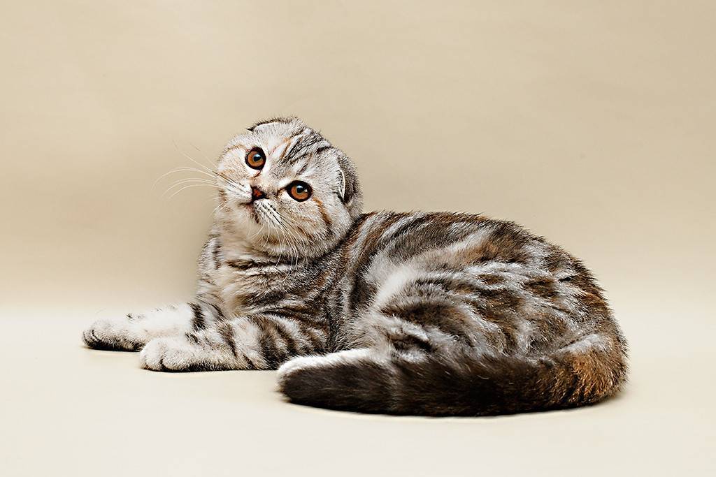 Шотландская вислоухая кошка: признаки эталонной породы
