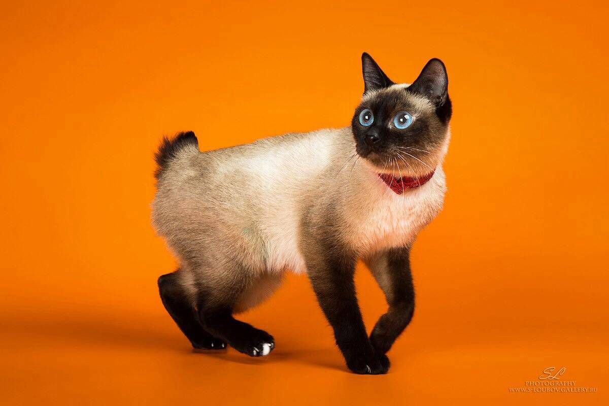 Скиф тай дон: описание породы одной из самых маленьких кошек планеты