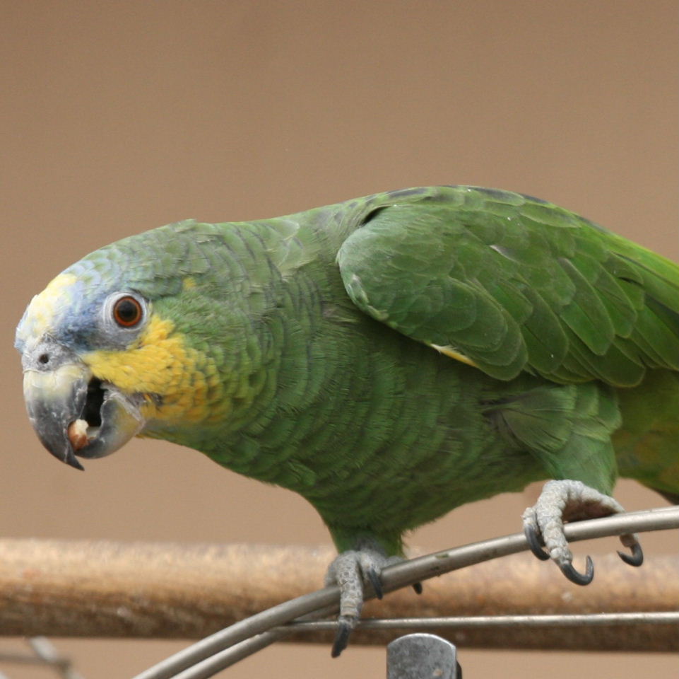 Амазон венесуэльский - описание и содержание попугаев
