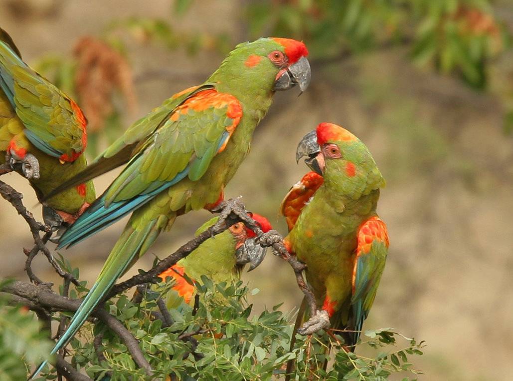 Голубой ара : фото, видео, содержание и размножение