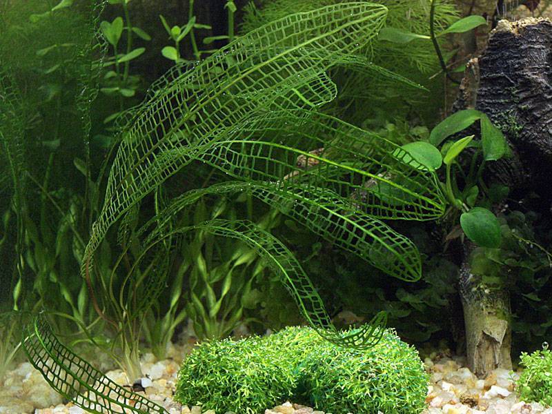 Растения для аквариума: советы для начинающих