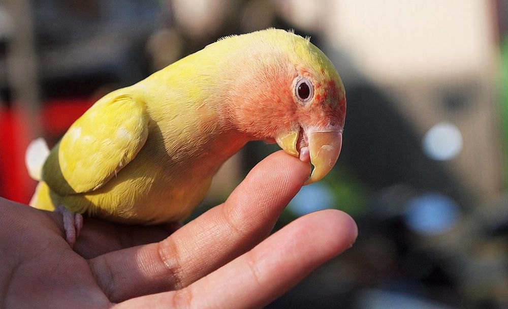 Почему кусаются попугаи? | питомец