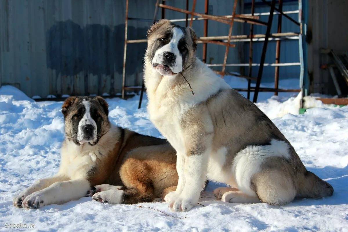 Среднеазиатская овчарка - 140 фото породистых собаки и советы по выбору щенков