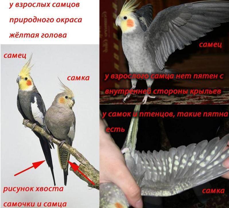 Как определить пол у попугая кореллы