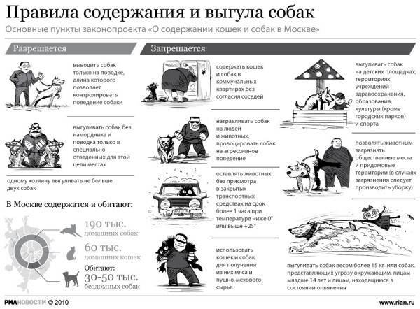 Правила содержания кошек в россии