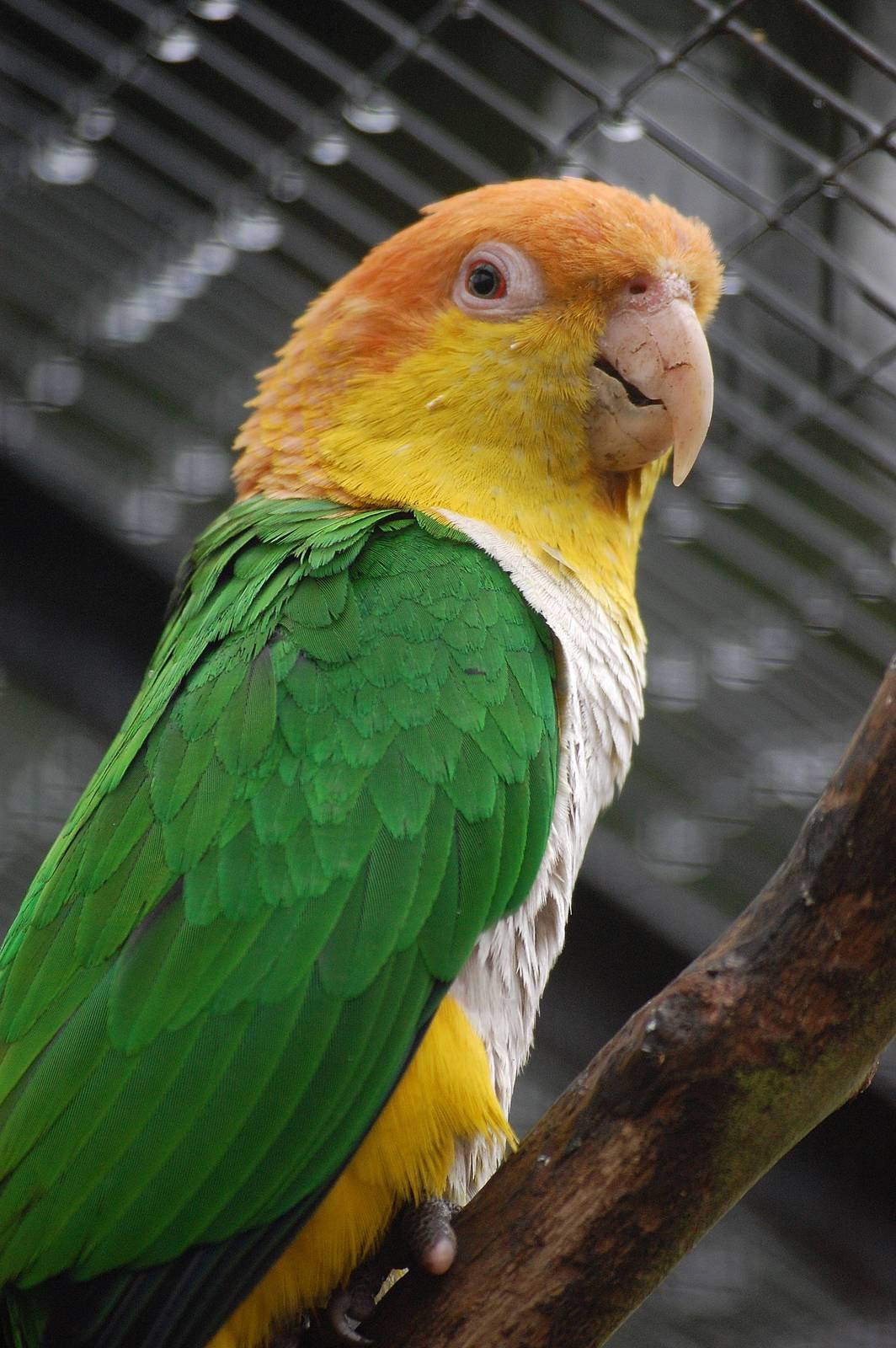 Бурошапочный толстоклювый попугай - все о виде на wikipet