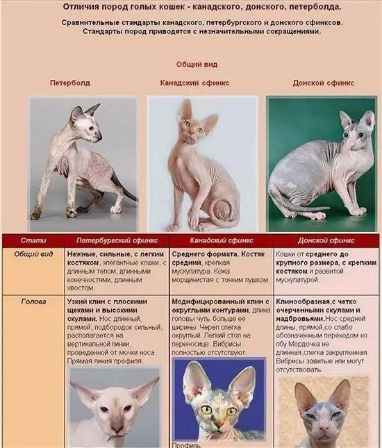 Породы кошек: отличия и особенности строения туловища