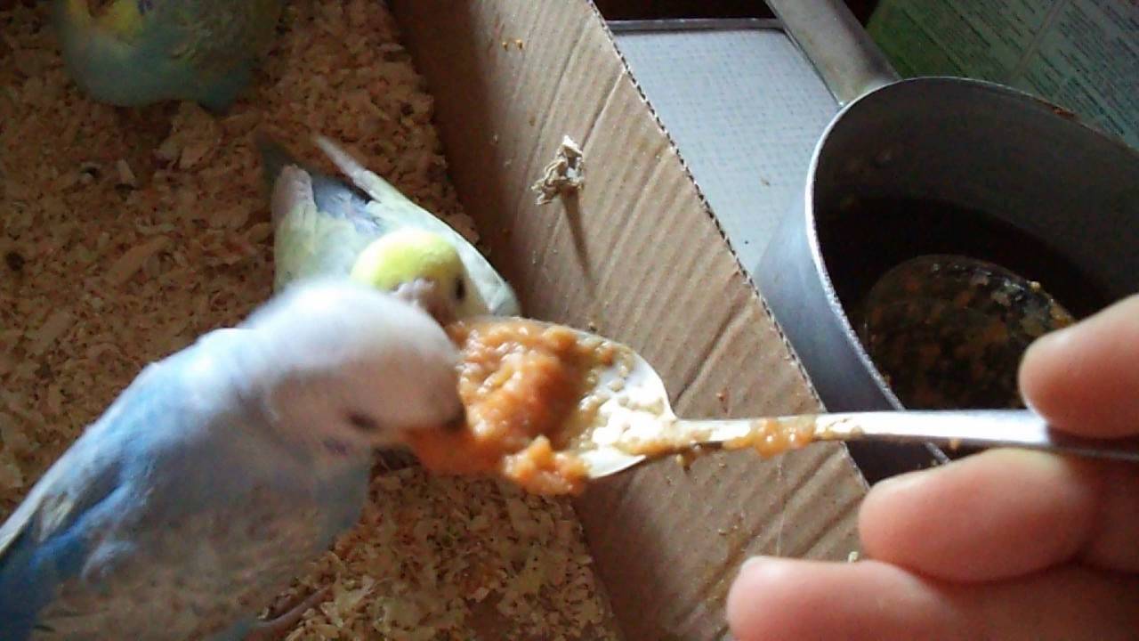 Птенцы волнистого попугая: как вылупляются, как выглядят и растут, чем кормить, как ухаживать
