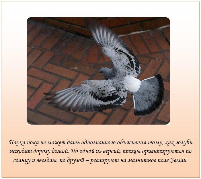 Описание голубя - виды и характеристики, чем питаются