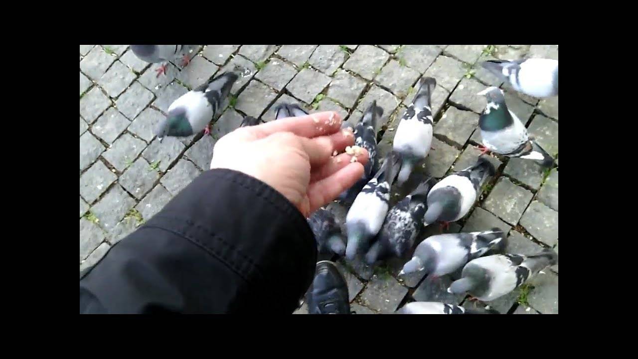 Как поймать голубя на улице: отпугивание птиц и ловушки