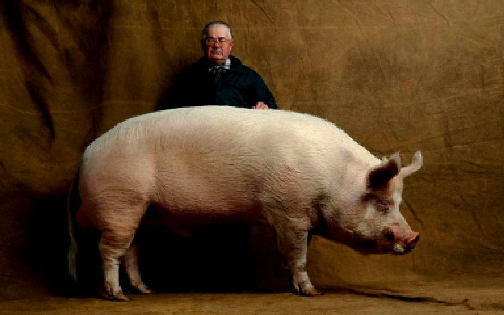 Самая большая свинья в мире и крупные породы домашних свиней