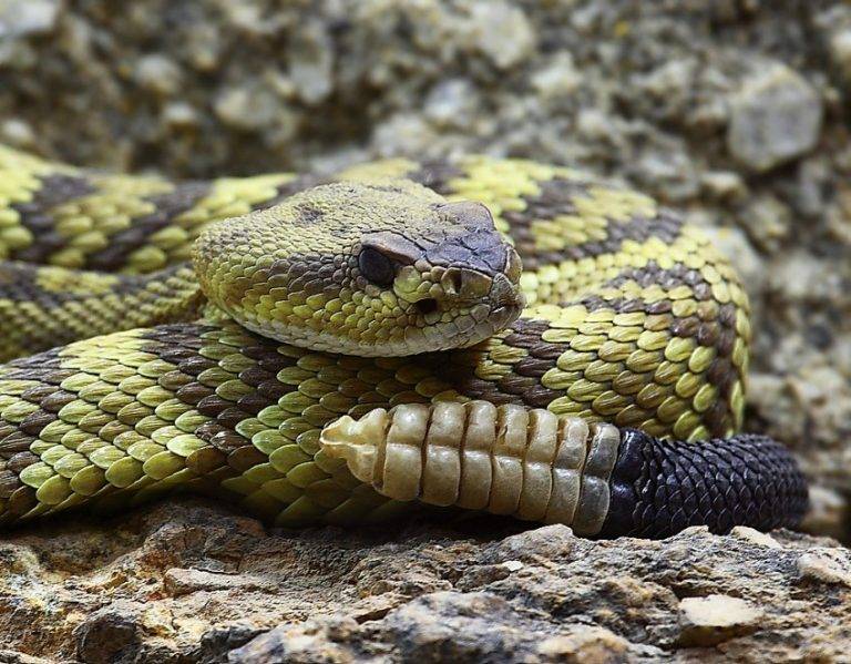 Топ 10 самые ядовитые и опасные змеи в мире (фото, видео)