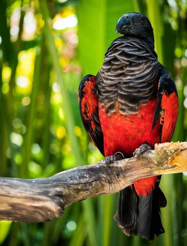 11 видов попугаев: маленькие, средние, большие и их описание